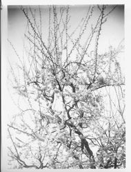 Various fruit trees in bloom at Burbank Gold Ridge Experiment Farm