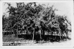 Gravenstein apple tree near Healdsburg, California, with wooden props supporting the branches heavy with fruit