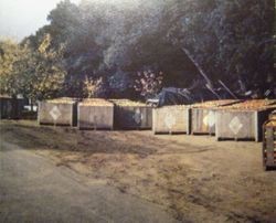 Sebastopol Apple Growers Union bins full of Gravenstein apples