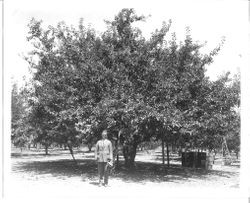 J. W. Arnold, 1930s under his famous 40 year old Gravenstein apple tree on the Arnold Ranch