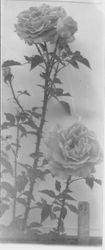 Several stems of roses, about 1931