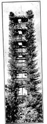 Living Tower at Camp Meeker California near the Russian River, made from four redwood trees