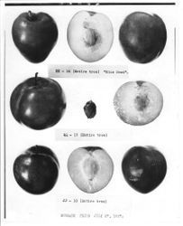 Three rows of "Rice Seed" plums, whole and halves on the Burbank Gold Ridge Experiment Farm, July 27, 1927