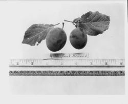 Two plums "A-12 (east branch) with two leaves and ruler at bottom, 1928