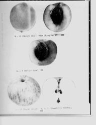 Identification of Luther Burbank peach and apple hybrid from the Gold Ridge Experiment Farm--peach- E-12 (entire tree), "New Cling" No. 2 XXX, 2nd peach: LL-8 (entire tree) XX and apple--Q-15 north branch L.C.S., strawberry cluster XXX