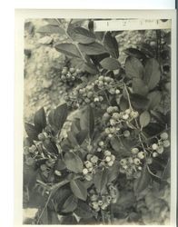 Identification of Luther Burbank blueberry hybrid from the Gold Ridge Experiment Farm--Burbank blueberries on shrub, dated 5-30-1931