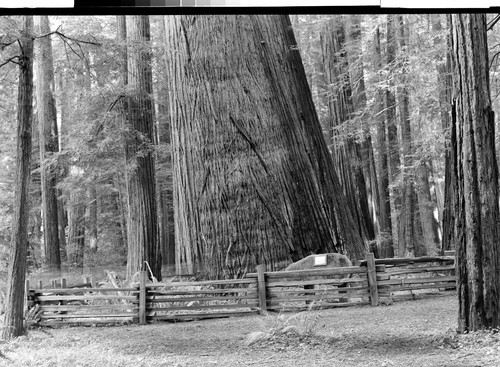 The Flatiron Tree of the Redwoods, Calif