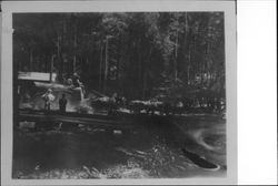 Frank Craig and his team hauling logs from the Donati, Gonnella and Sturgeon Saw Mill