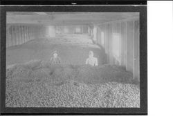 Dried prune bins at Frei Brothers