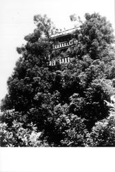 Living tower, Camp Meeker, California, June 18, 1940