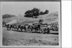 Eight mules pulling a wagon loaded with sacks