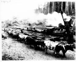 Bull team and train in logging operation