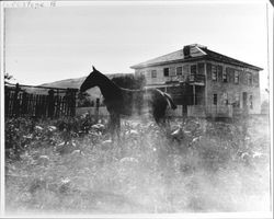 Horse in a pumpkin patch in front of Morris Hotel