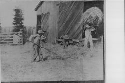 Pitching hay at the Speckter Ranch, Occidental, California