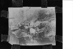 Ox team and men at Austin Creek Logging Camp