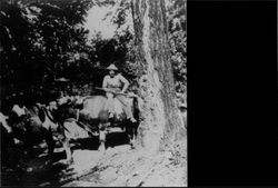 J.W. Blaney sitting on back of "Larry Bull"