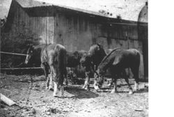 Horses in corral at Richard Speckter's Ranch