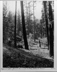 Typical open forest scene in the Calif. National Forest, Mendocino