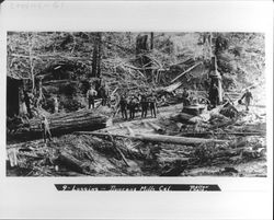 Logging, Duncans Mills, Cal