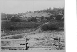 Green Valley, California ranch with berry vines, about 1900