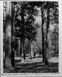 Typical open timber country in the Calif. National Forest, Mendocino