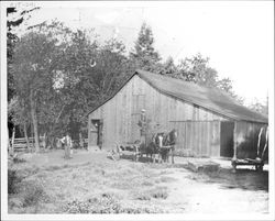 Barn on Speckter family farm, Occidental, California, 1905