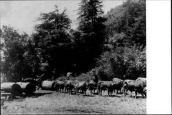 Logging crew with a team of oxen