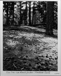 Pine cones near Dewell Gardens, Mendocino County