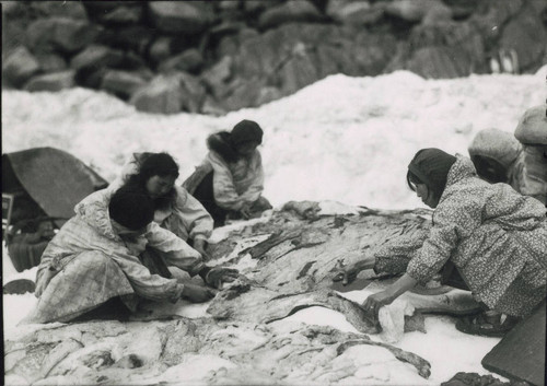 Cutting walrus meat