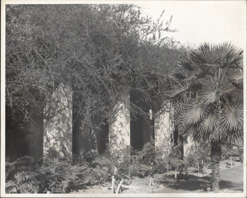 Adobe Wall and rose vine