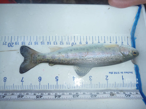 Smolt steelhead trout found in Topanga Creek, Topanga, California