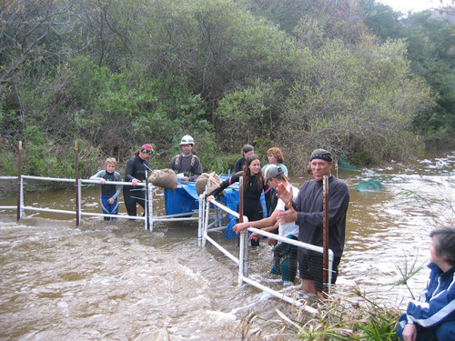 Setting fish trap in Topanga Creek, California