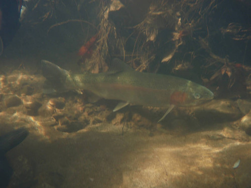 Anadromous adult steelhead trout in Topanga Creek, Topanga, California