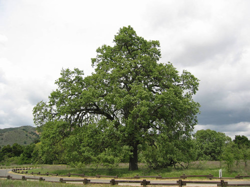 Picture of a big valley oak in Malibu Creek, California