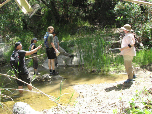 Spring frog survey in Topanga Creek, California