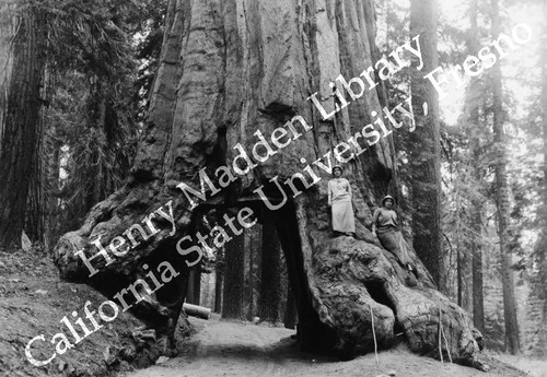 Two women on a redwood tree