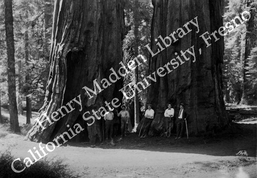 Redwoods at Mariposa Grove #1