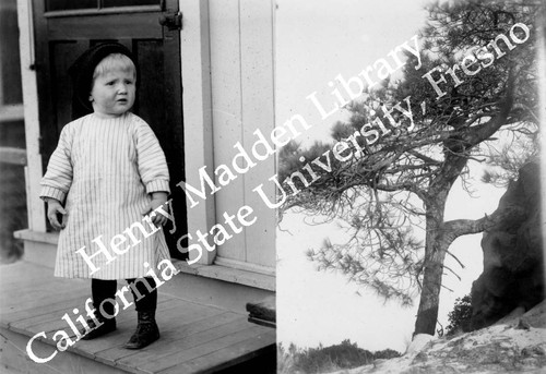 Toddler and the pine tree