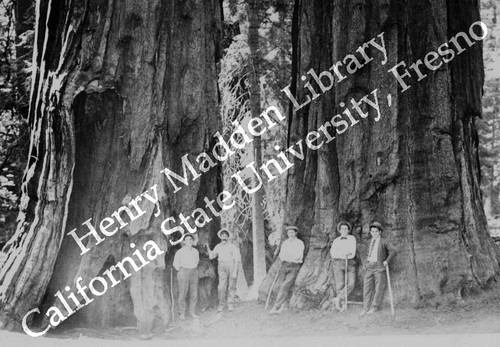 Redwoods at Mariposa Grove #3