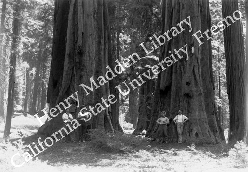 Redwoods at Mariposa Grove #2