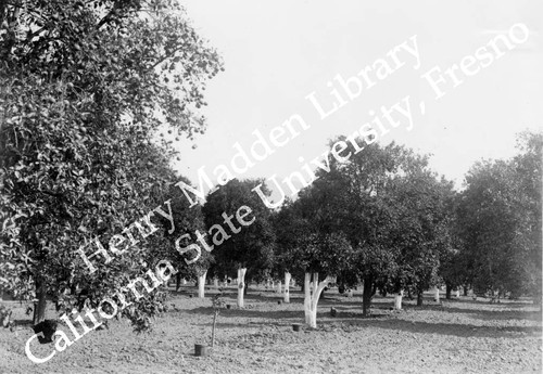 Fruit orchard