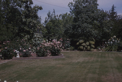Rose garden at Peters residence