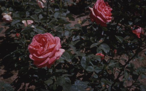 Rose garden at Peters residence