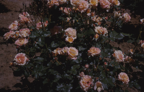 View of rose bush