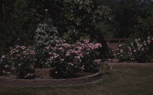 Rose garden at Peters residence