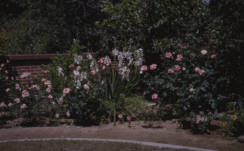 View of rose garden