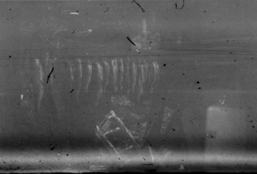 View of fish hanging on stringer