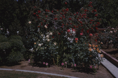 Rose garden at Peters residence