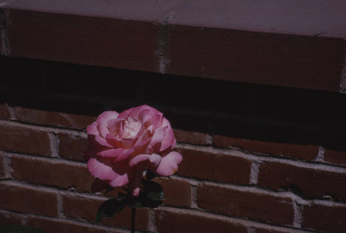 View of pink rose
