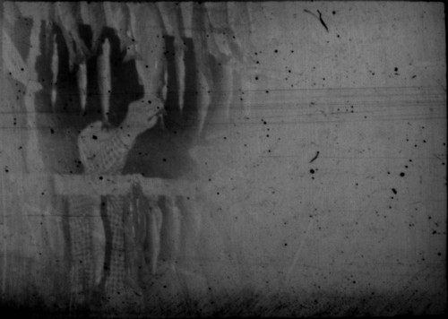 View of fish hanging on stringer